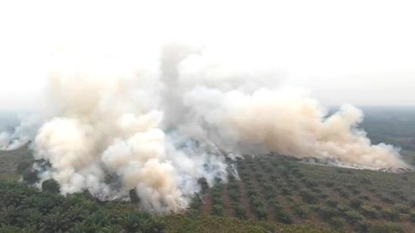 639,23 Hektare Lahan Masih Terbakar, Taman Nasional Tanjung Puting Jadi Titik Terluas Karhutla