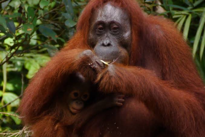 Karhutla Ancam Satwa Liar, Kemenhut Tangani 290 Individu Termasuk 96 Orangutan Kalimantan